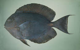 Image of Bluelined Surgeonfish