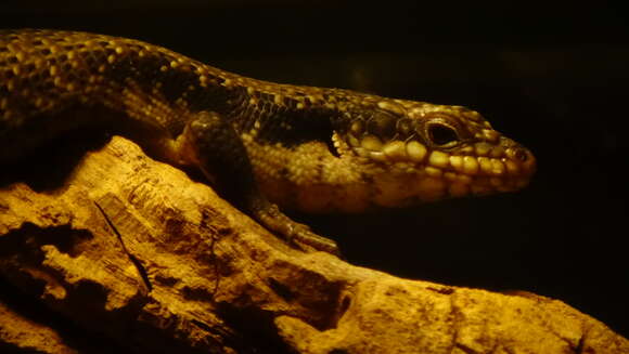 Image of Kimberley Crevice-skink