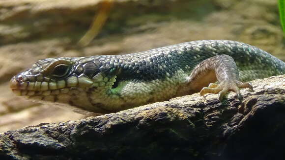 Imagem de Egernia striolata (Peters 1870)