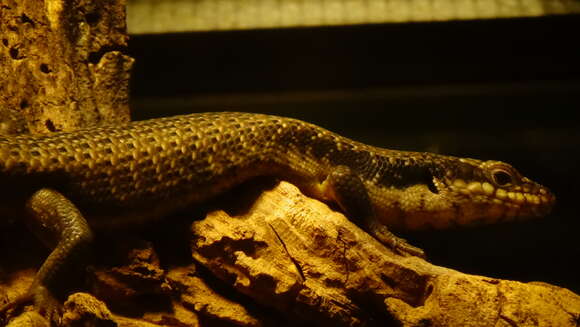 Image of Kimberley Crevice-skink