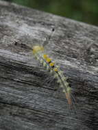 Image of Definite Tussock Moth