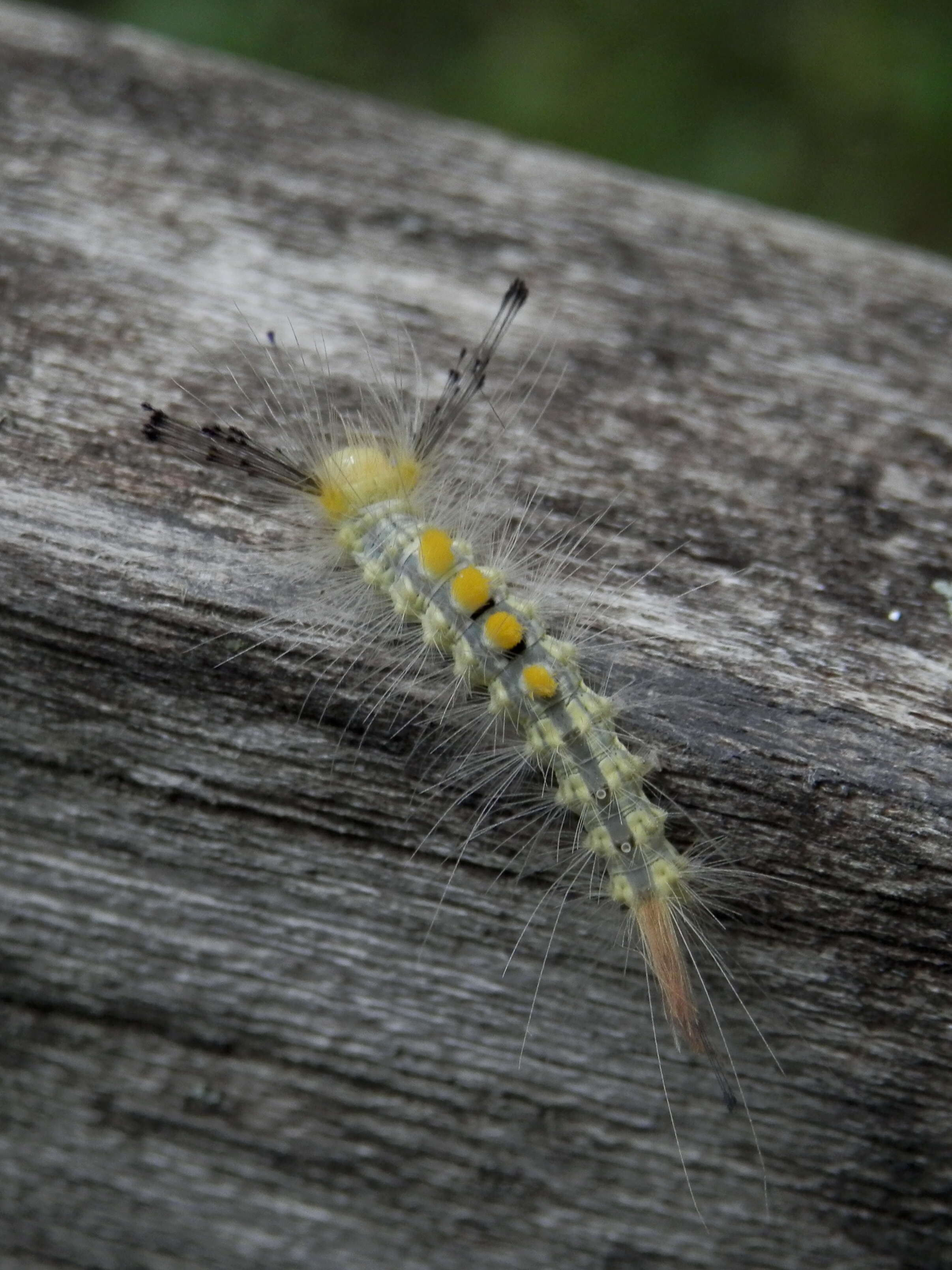 Image of Definite Tussock Moth