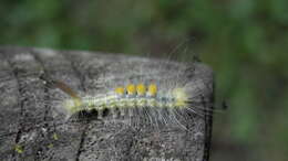 Image of Definite Tussock Moth