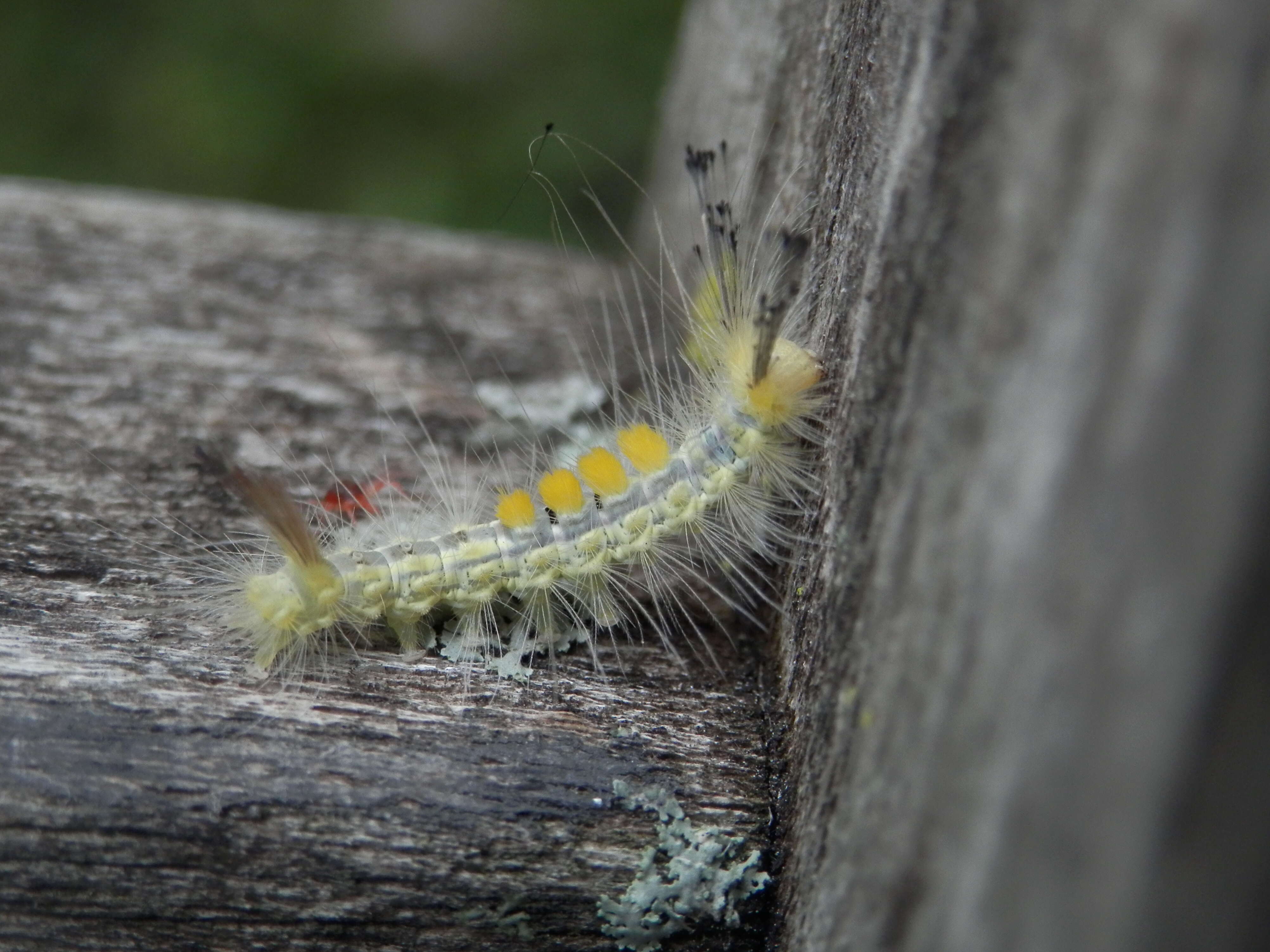 Image of Definite Tussock Moth