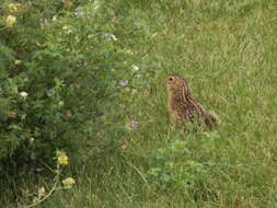 Image of thirteen-lined ground squirrel