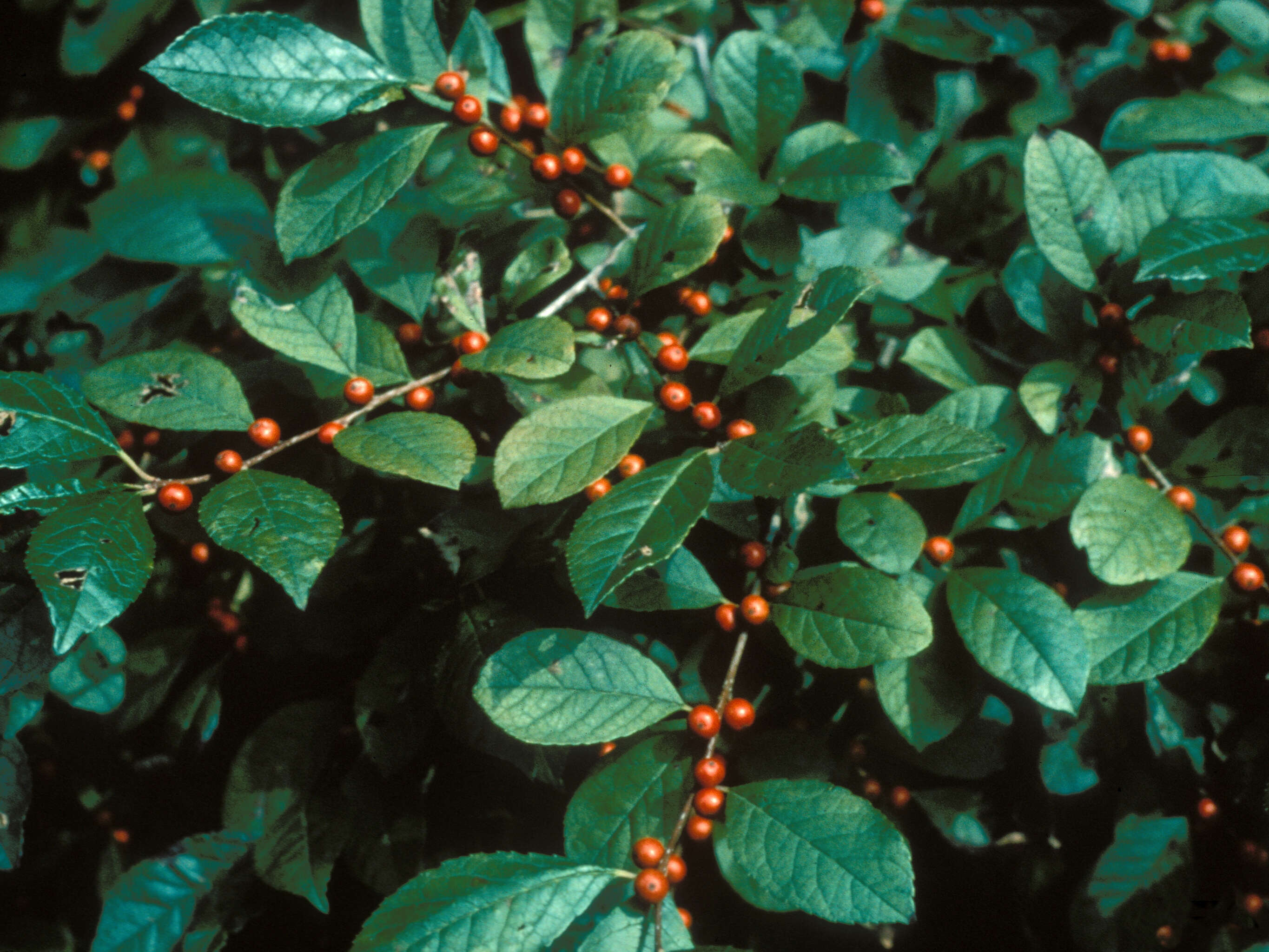 Image of smooth winterberry
