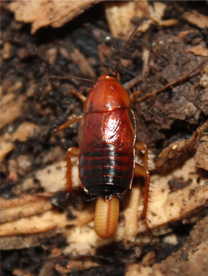 Image of Fulvous Wood Cockroach