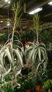 Image of Giant Tillandsia