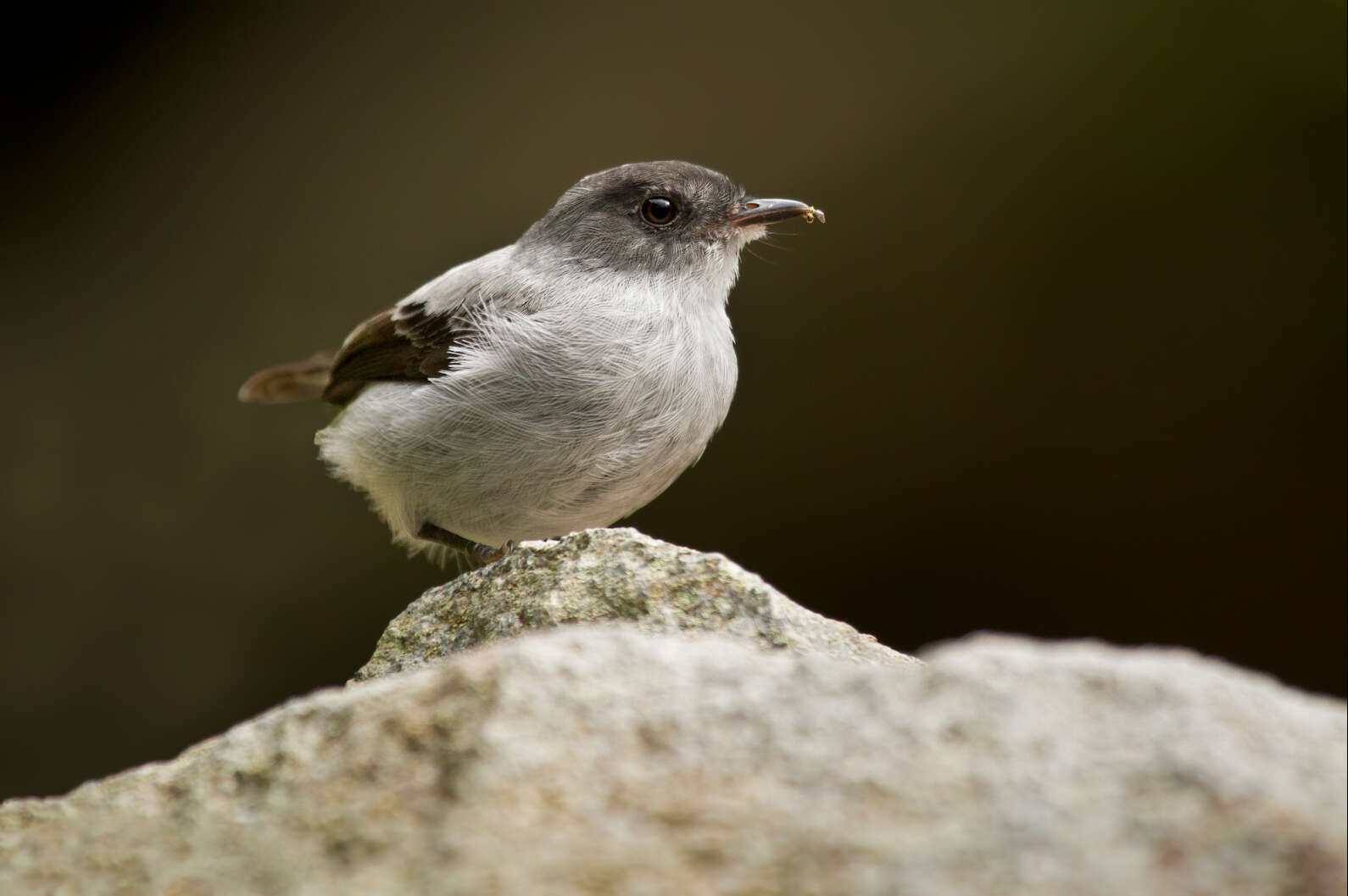 Serpophaga cinerea (Tschudi 1844)的圖片