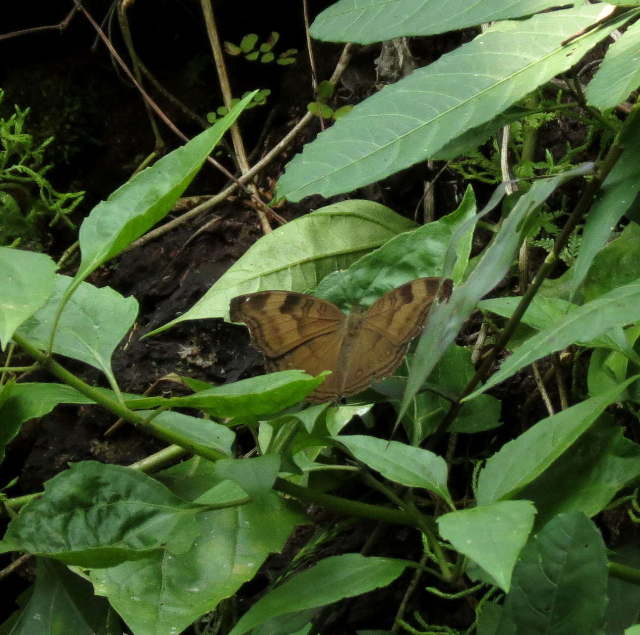 Image of chocolate pansy