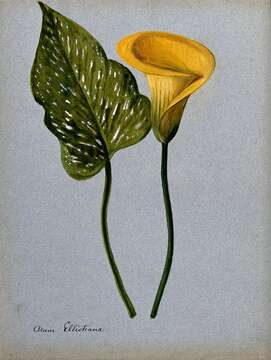 Image of calla lily