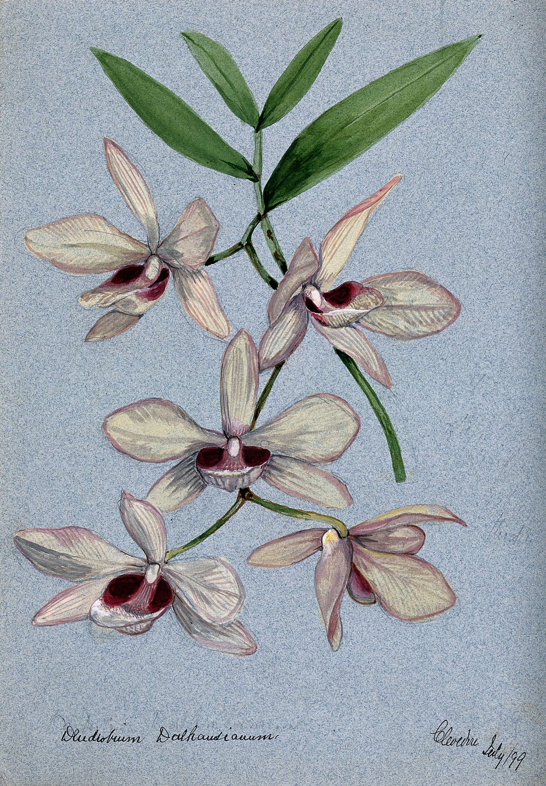 صورة Dendrobium pulchellum Roxb. ex Lindl.