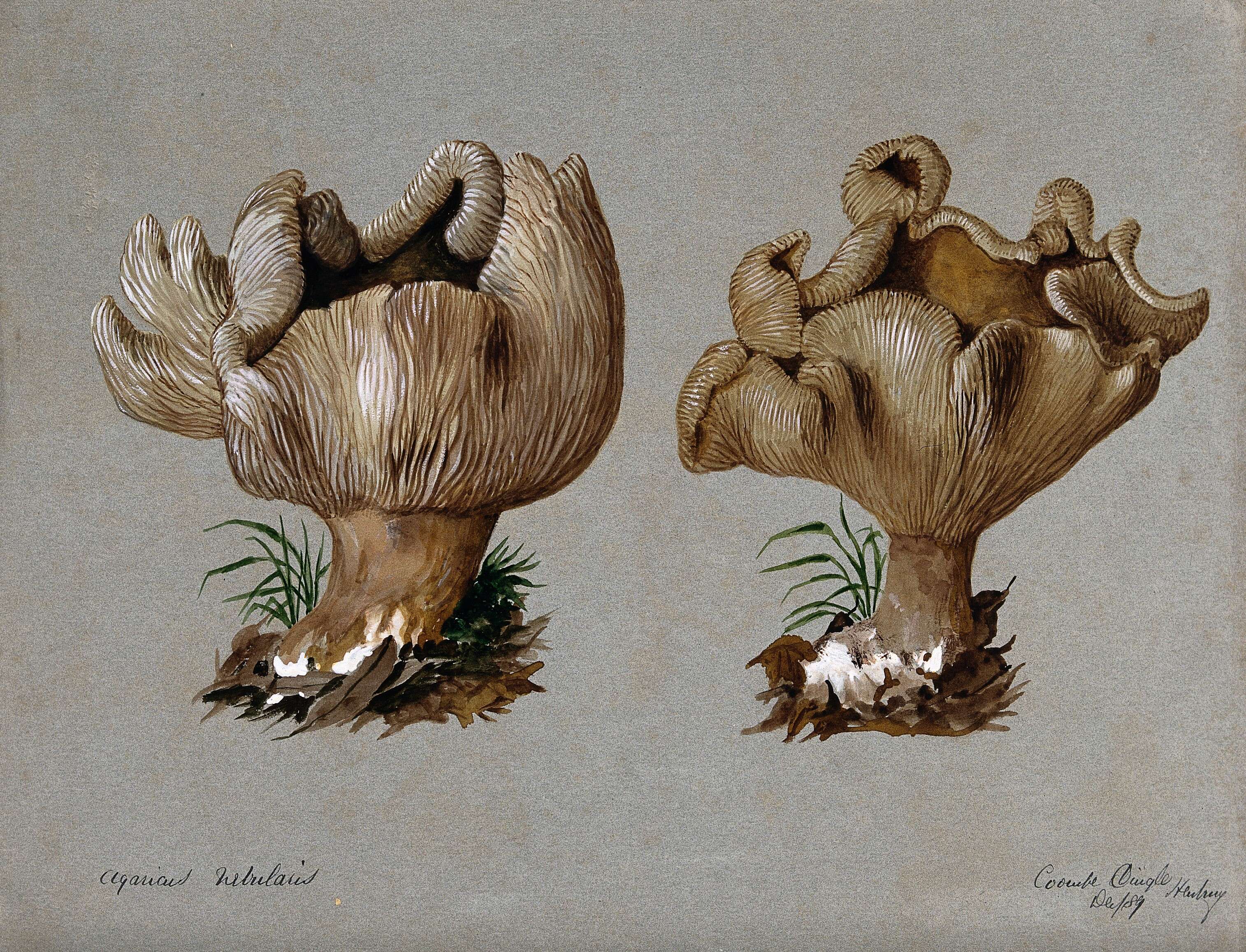 Image of Clitocybe nebularis (Batsch) P. Kumm. 1871