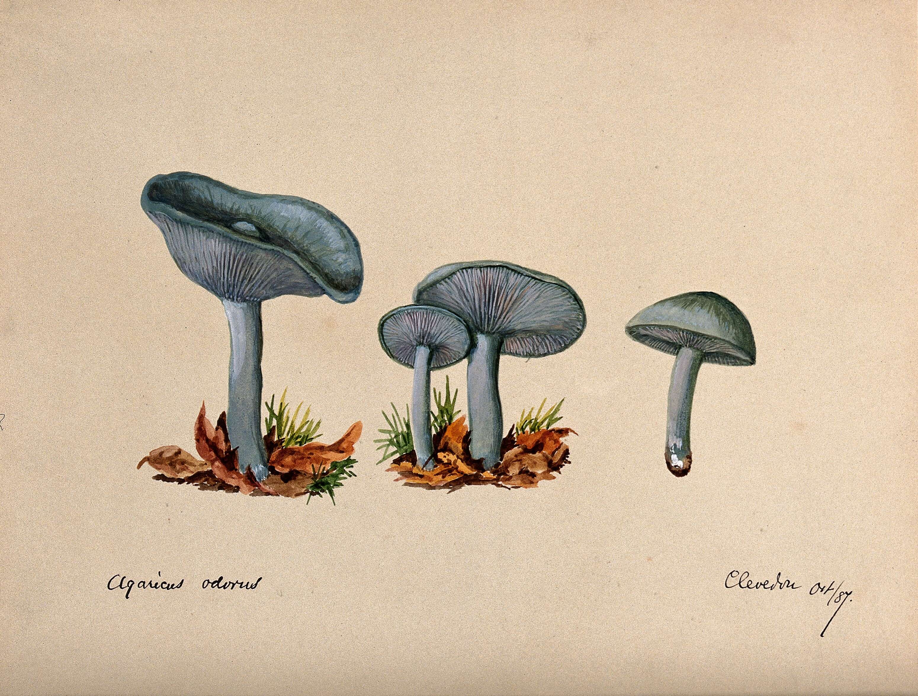 Image of Clitocybe odora (Bull.) P. Kumm. 1871