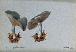 Image of Clitocybe odora (Bull.) P. Kumm. 1871