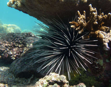 Image de Echinothrix calamaris (Pallas 1774)