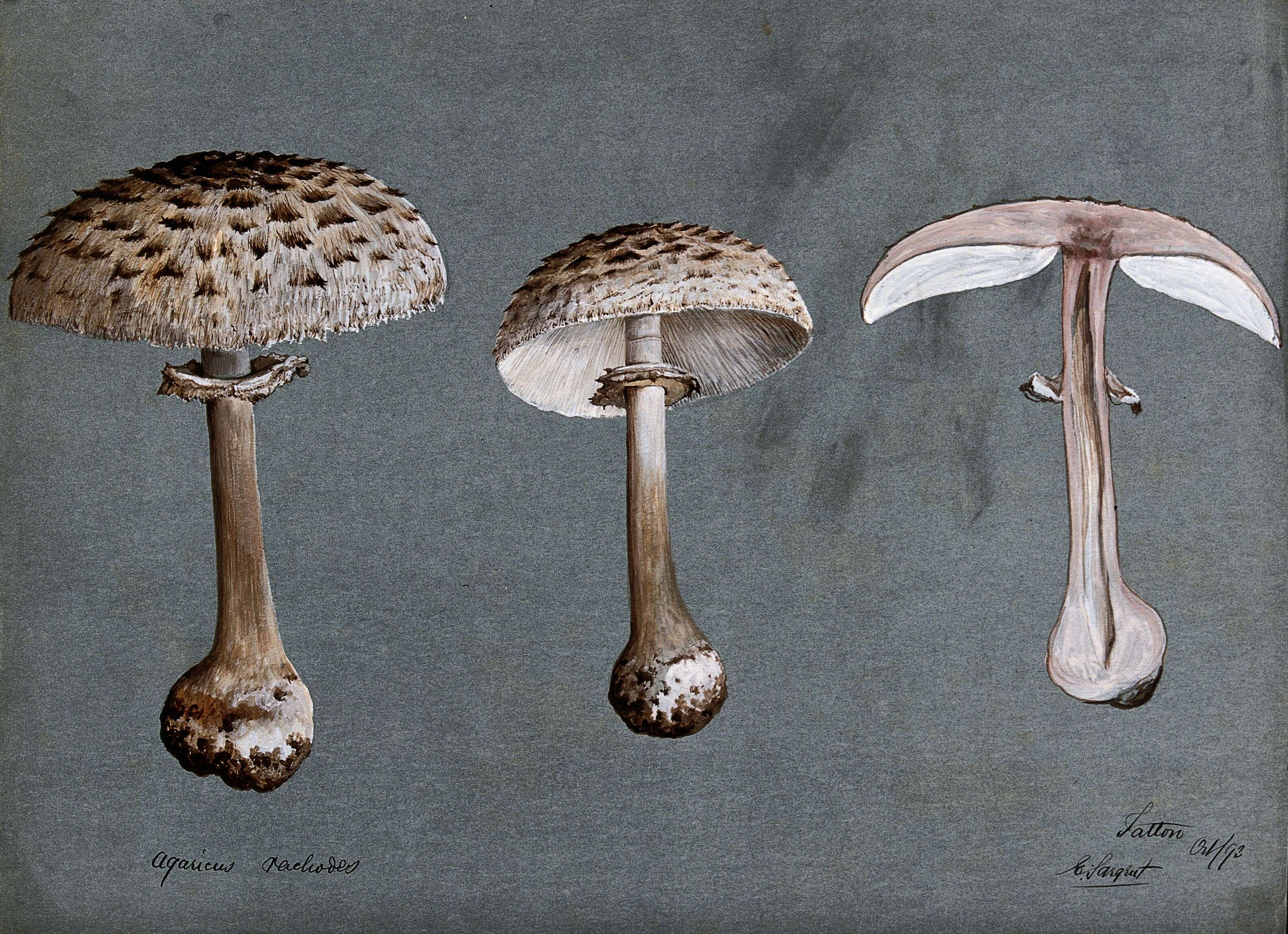 Plancia ëd Chlorophyllum rhacodes