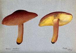 Image de Tricholome rutilans