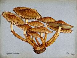 Pholiota squarrosa (Vahl) P. Kumm. 1871 resmi