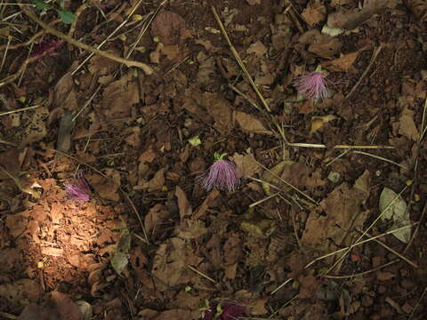 Image de Capparis zeylanica L.