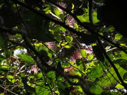 Image of Capparis zeylanica L.