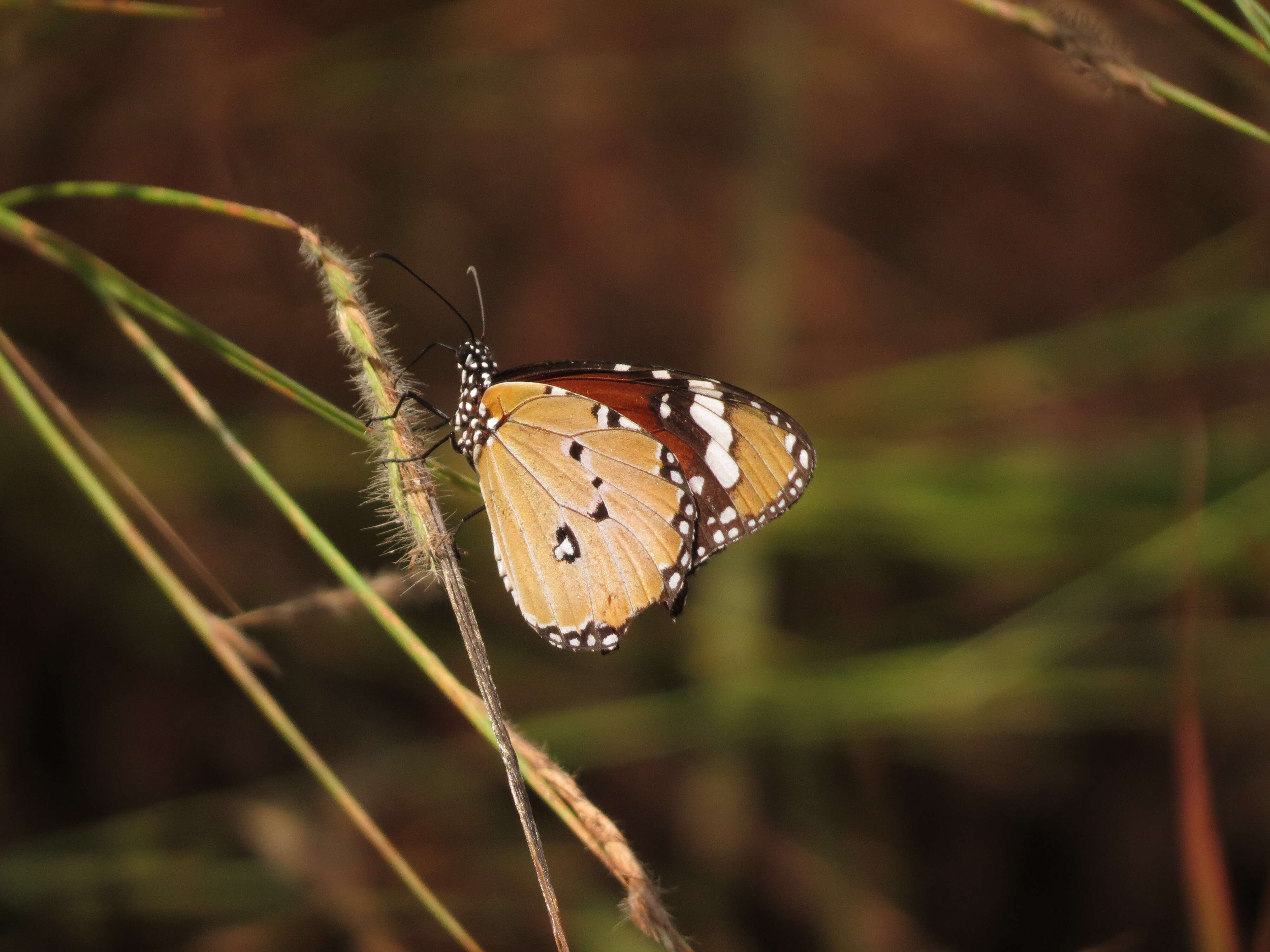 Image of Plain tiger