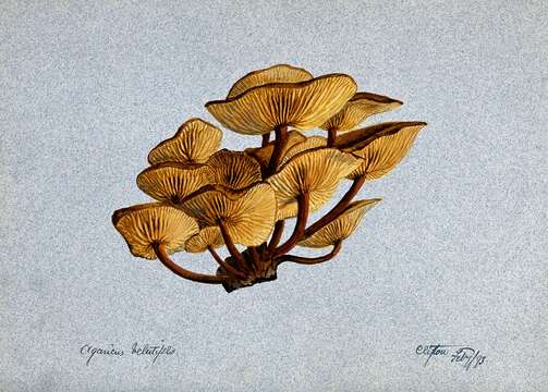 Plancia ëd Flammulina velutipes (Curtis) Singer 1951