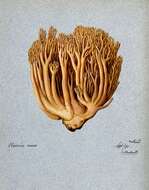 Image of Ramaria aurea (Schaeff.) Quél. 1888