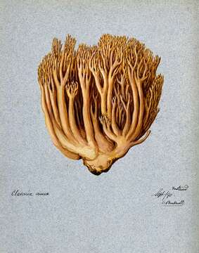 Ramaria aurea (Schaeff.) Quél. 1888 resmi