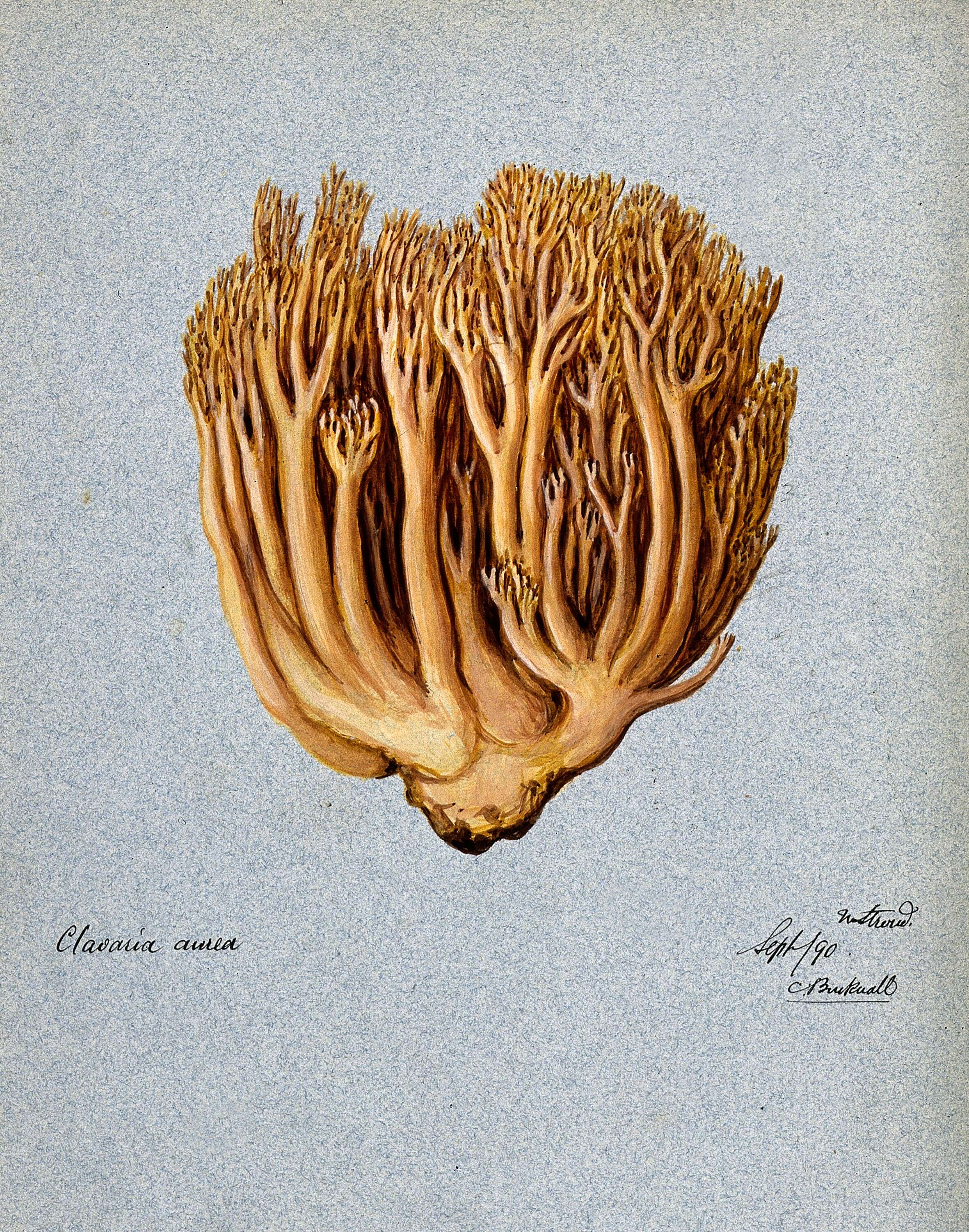 Image of Ramaria aurea (Schaeff.) Quél. 1888