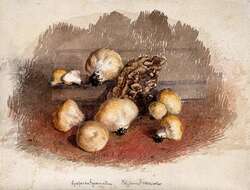 Imagem de Lycoperdon perlatum Pers. 1796