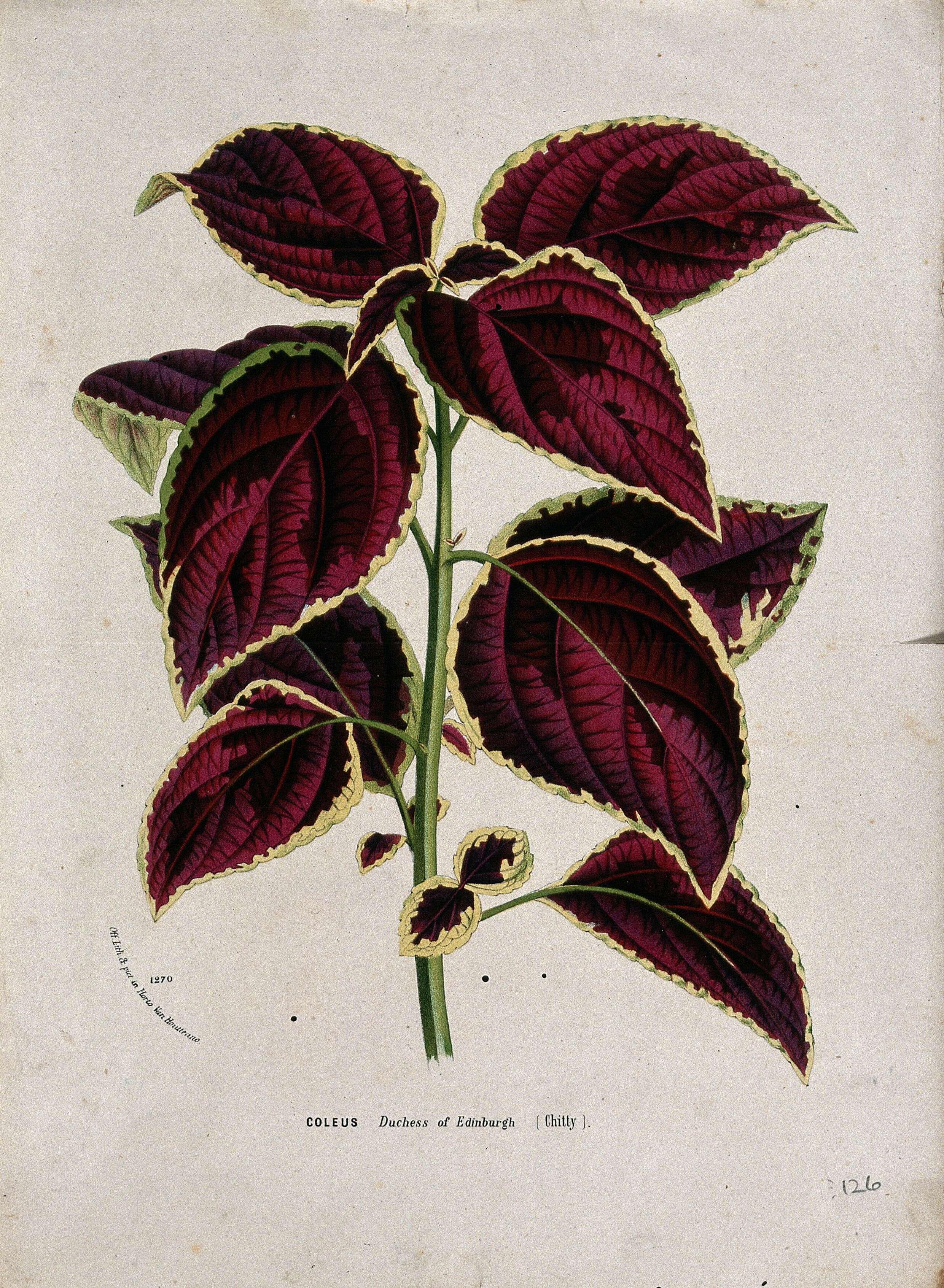 Image of common coleus