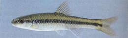 Image of River Chub