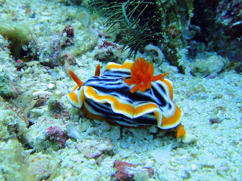 Image de Chromodoris magnifica (Quoy & Gaimard 1832)