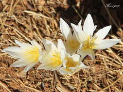 Image de Colchicum kotschyi Boiss.