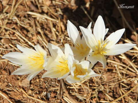 Image of Colchicum kotschyi Boiss.