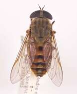 Image of Tabanus eggeri Schiner 1868