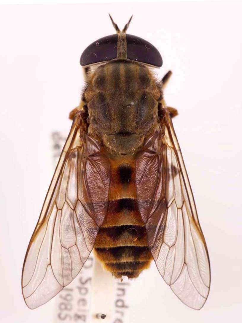 Image of Tabanus eggeri Schiner 1868