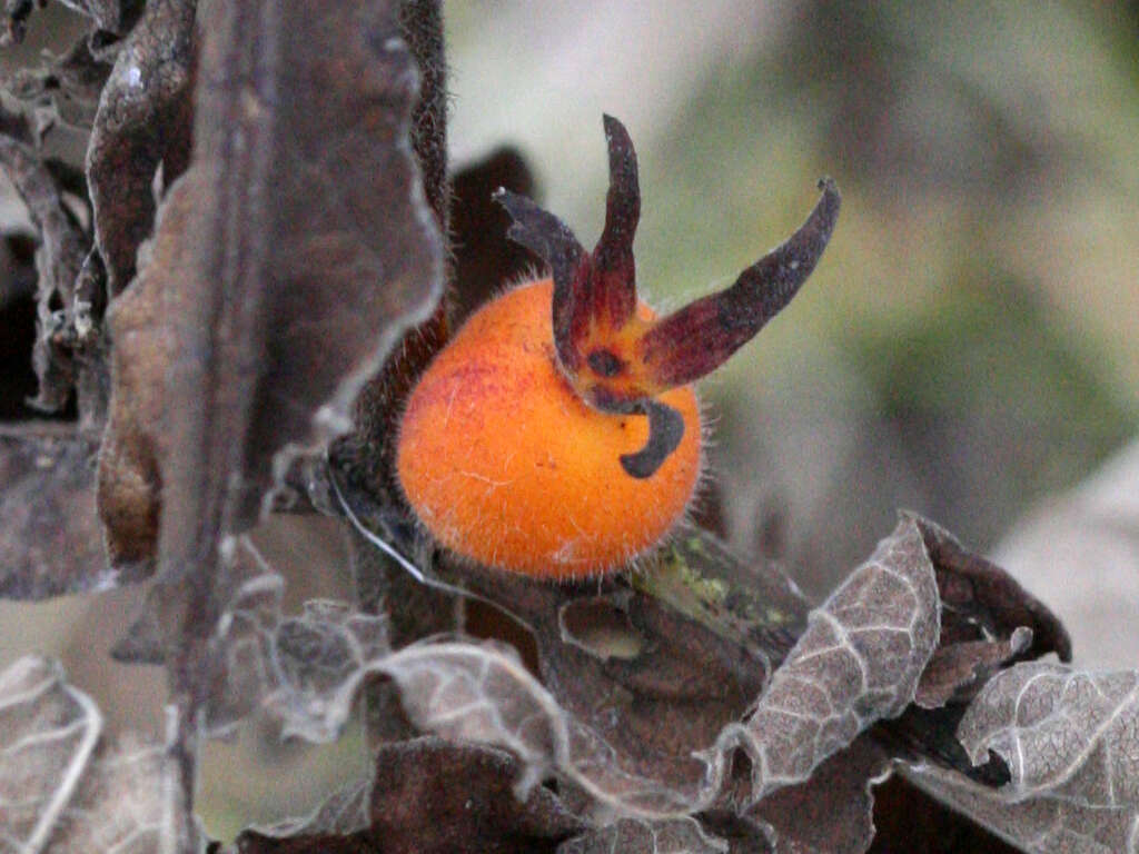 Image of orangefruit horse-gentian