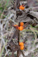 Image of orangefruit horse-gentian