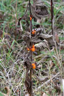 Triosteum aurantiacum E. P. Bickn. resmi