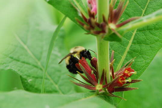 Triosteum aurantiacum E. P. Bickn. resmi