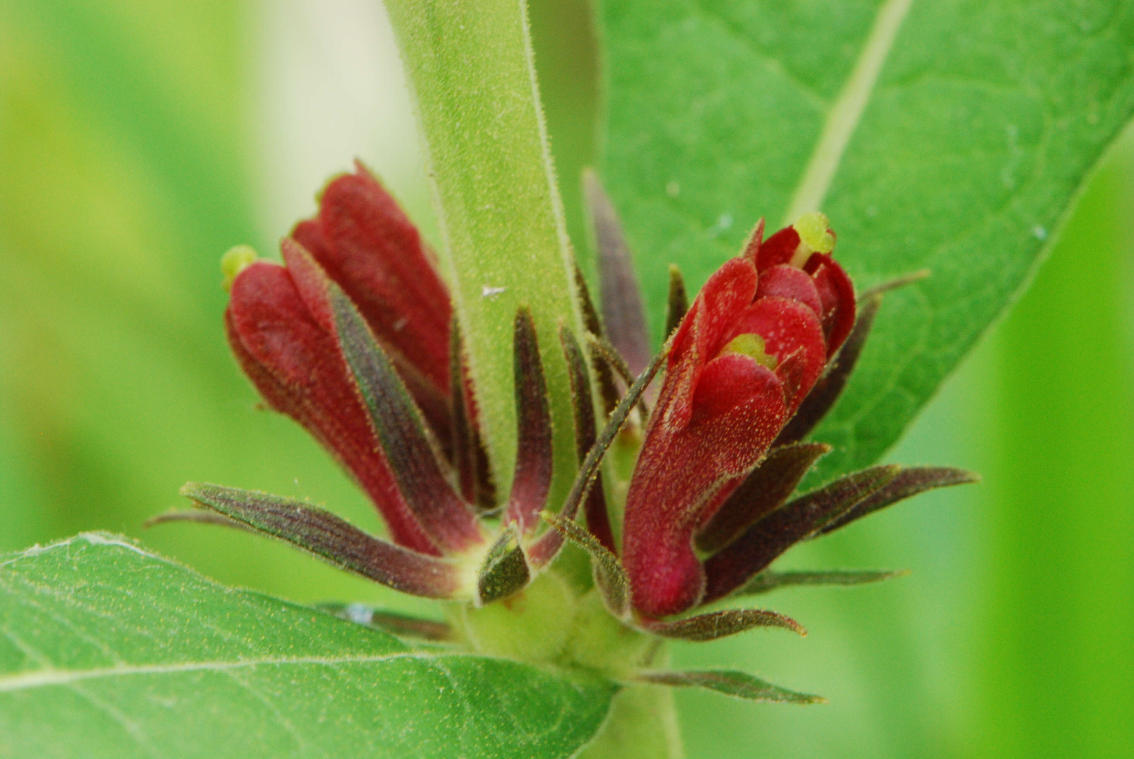 Triosteum aurantiacum E. P. Bickn. resmi