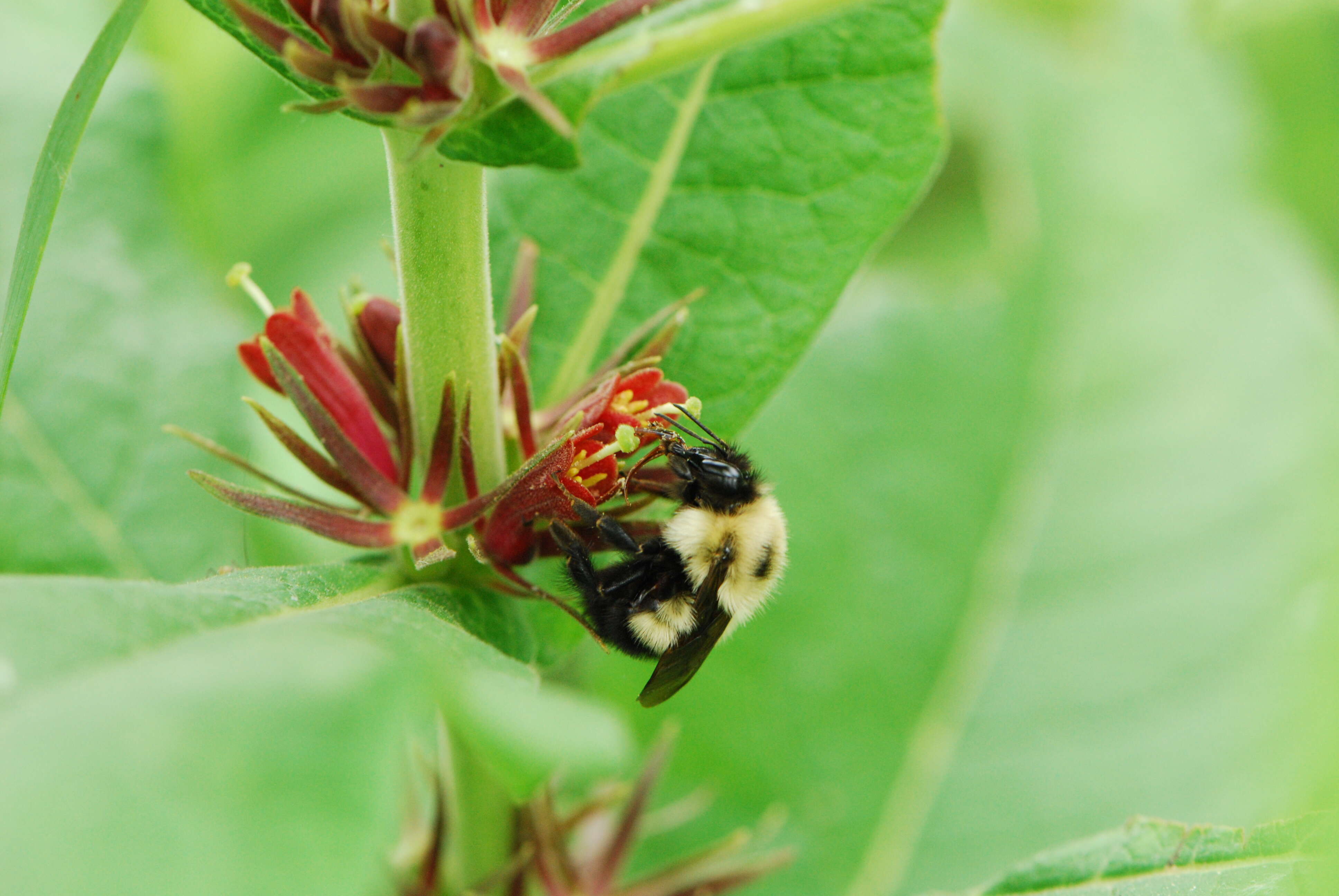 Triosteum aurantiacum E. P. Bickn. resmi