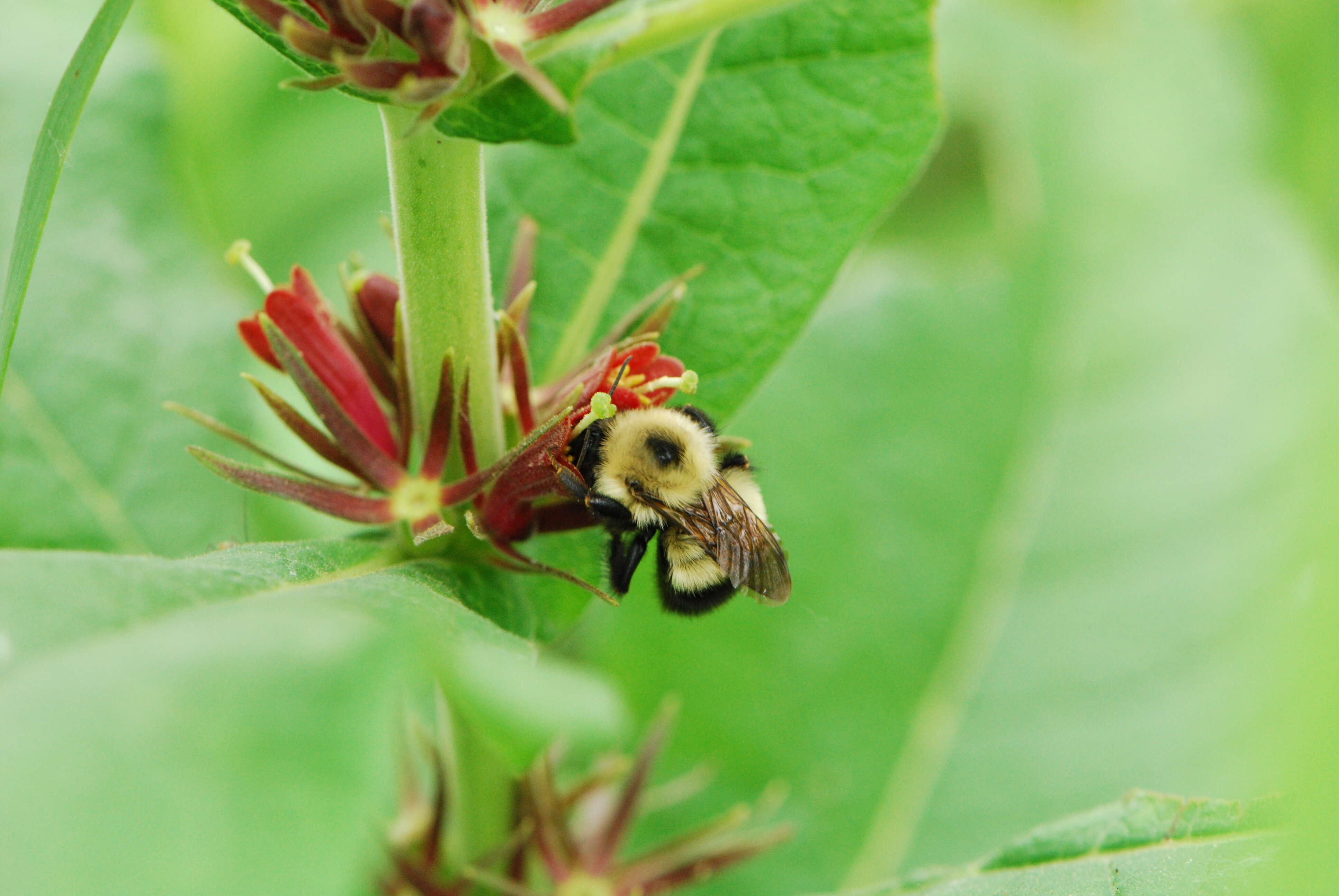 Triosteum aurantiacum E. P. Bickn. resmi