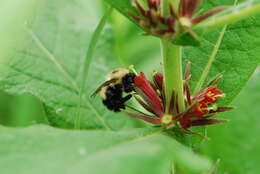 Triosteum aurantiacum E. P. Bickn. resmi