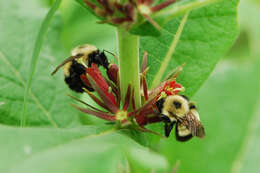 Triosteum aurantiacum E. P. Bickn. resmi