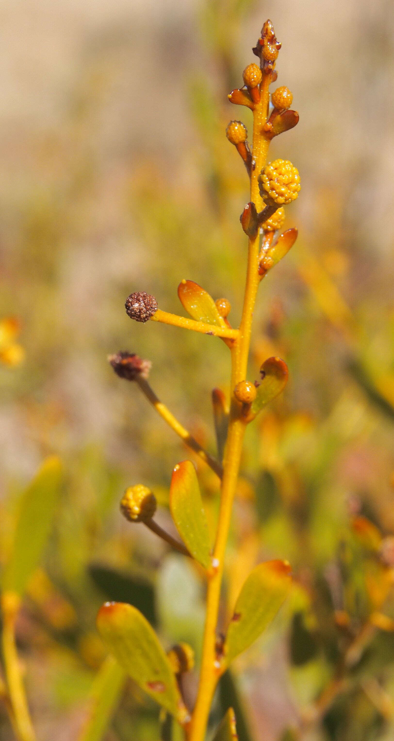 Image de Acacia melleodora Pedley