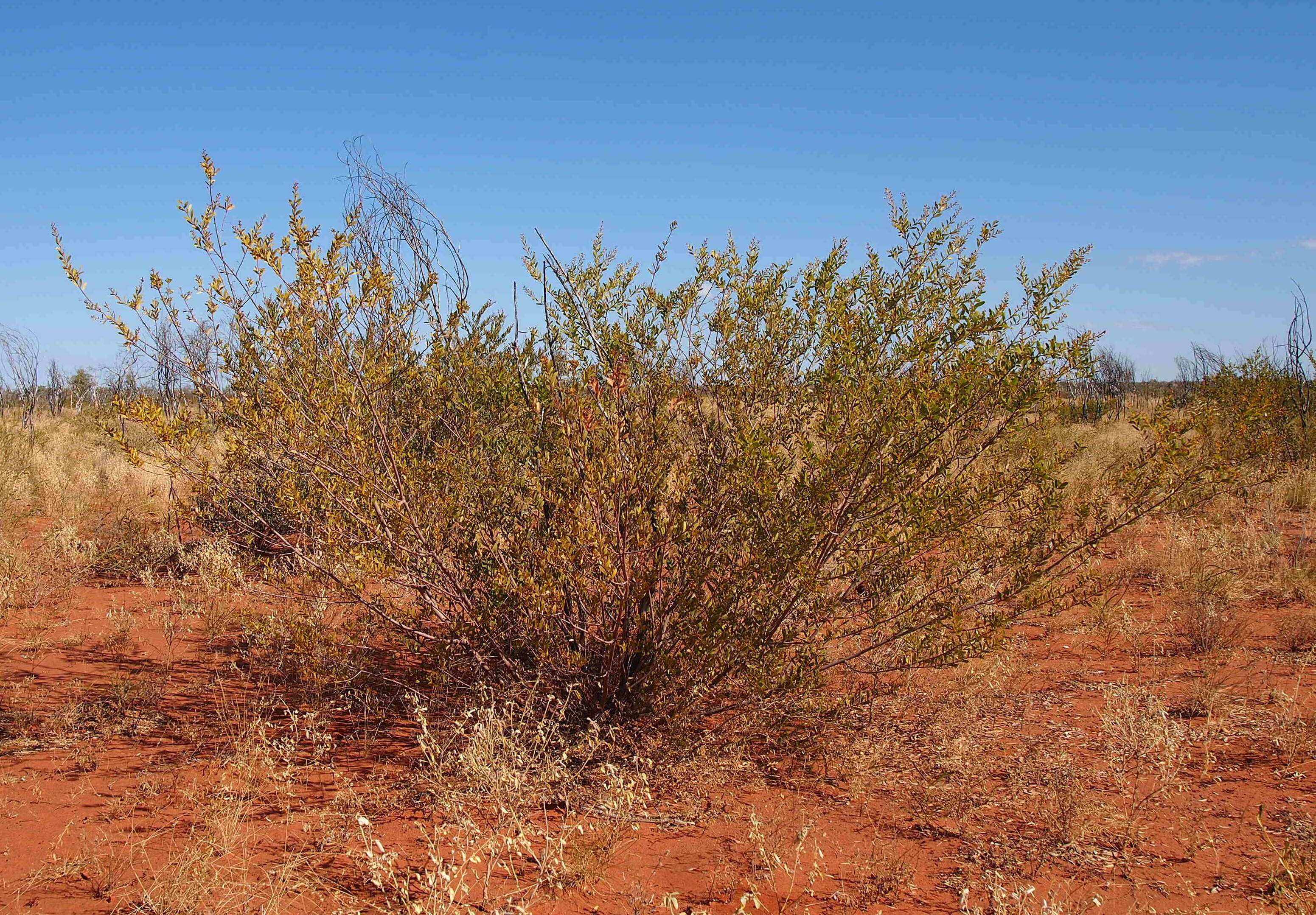 Image de Acacia melleodora Pedley