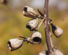 Image of Eucalyptus odontocarpa F. Müll.